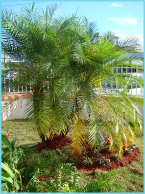 Capital Building Maintenance Landscaping Services Puerto Rico
